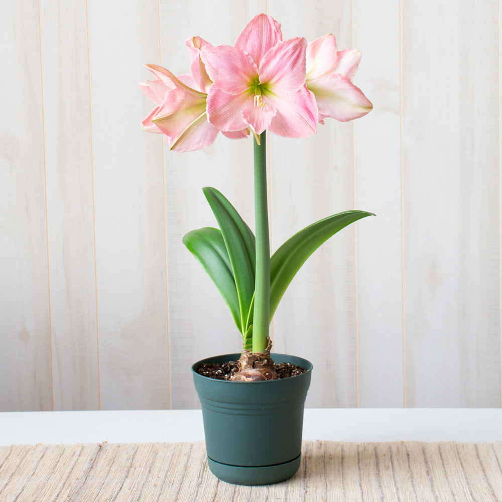Amaryllis 'Sweet Star,' one bulb in nursery pot