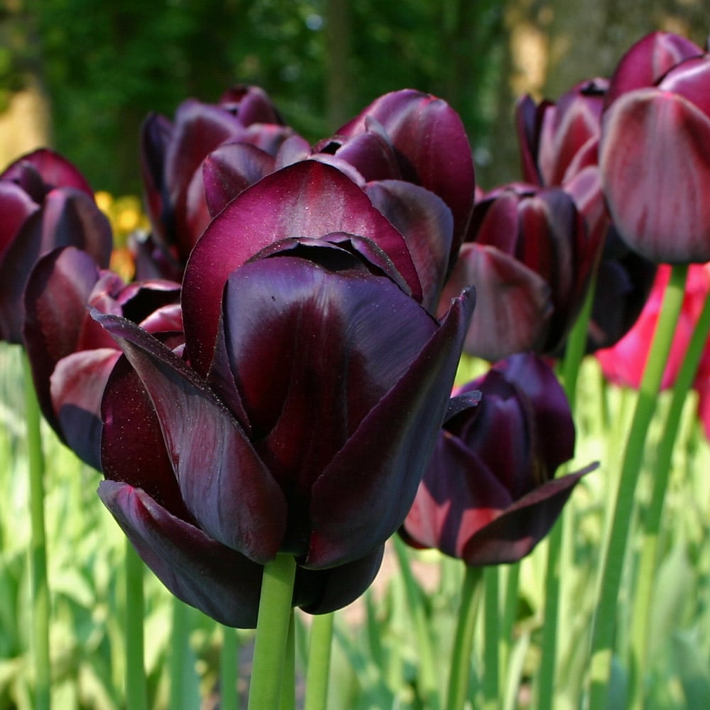 Nuit Blanche Tulip Mix