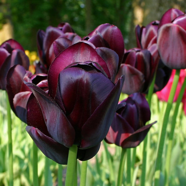 Nuit Blanche Tulip Mix