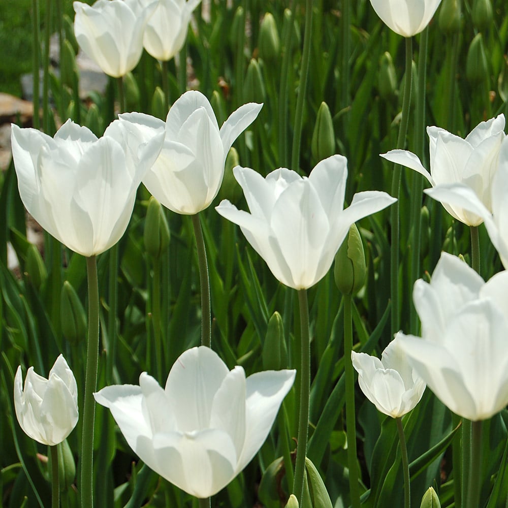 Nuit Blanche Tulip Mix