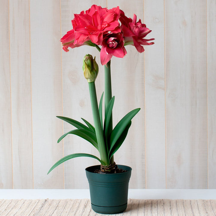 Amaryllis 'Candy Nymph,' one bulb in nursery pot