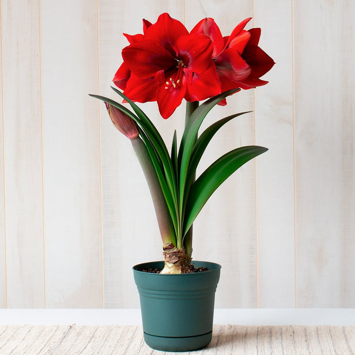 Amaryllis 'Red Cream,' one bulb in nursery pot
