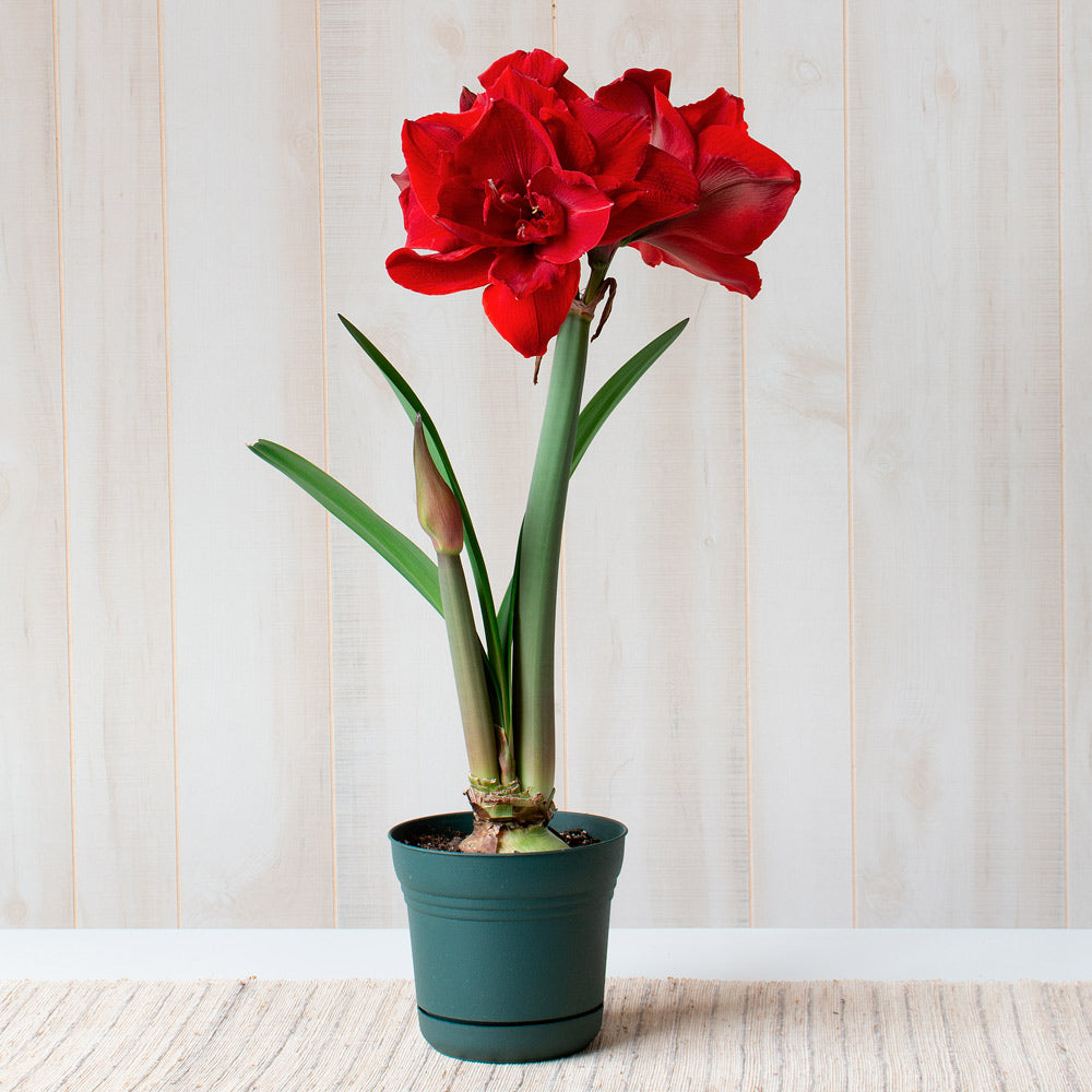 Amaryllis 'Red Toro,' one bulb in nursery pot
