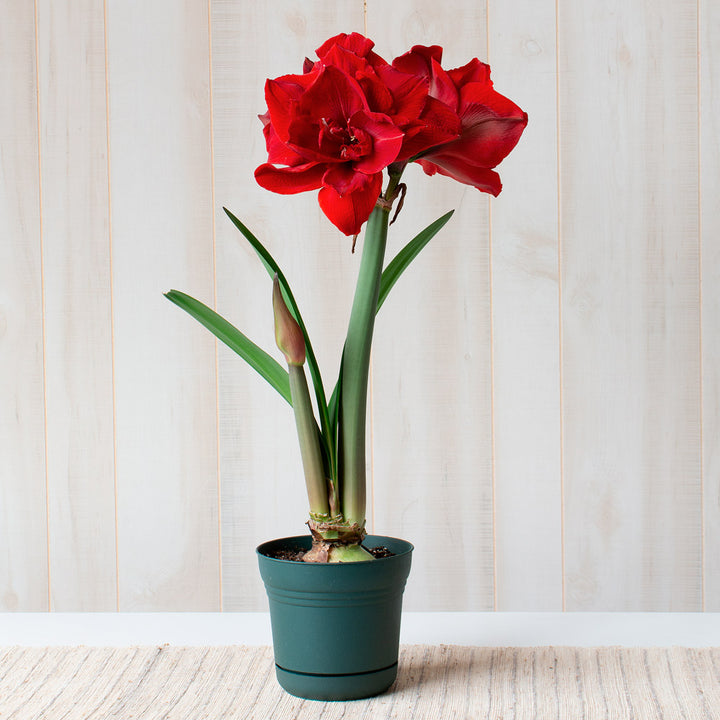 Amaryllis 'Red Toro,' one bulb in nursery pot