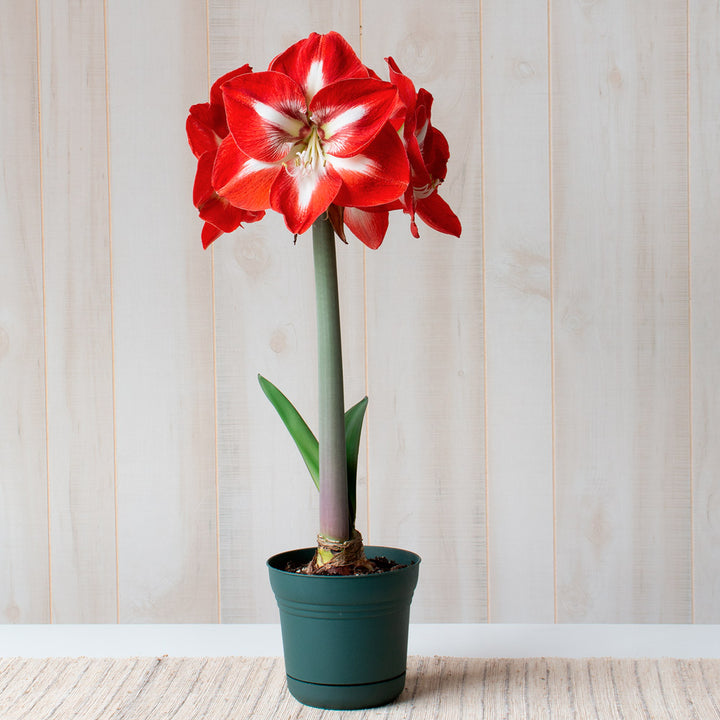 Amaryllis 'Stargazer,' one bulb in nursery pot