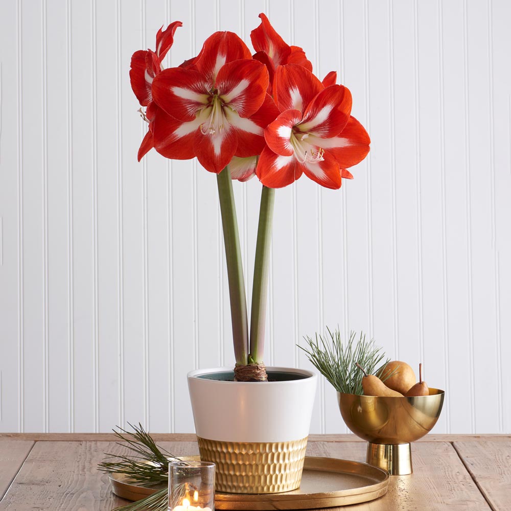 Amaryllis 'Stargazer,' one bulb in ceramic cachepot