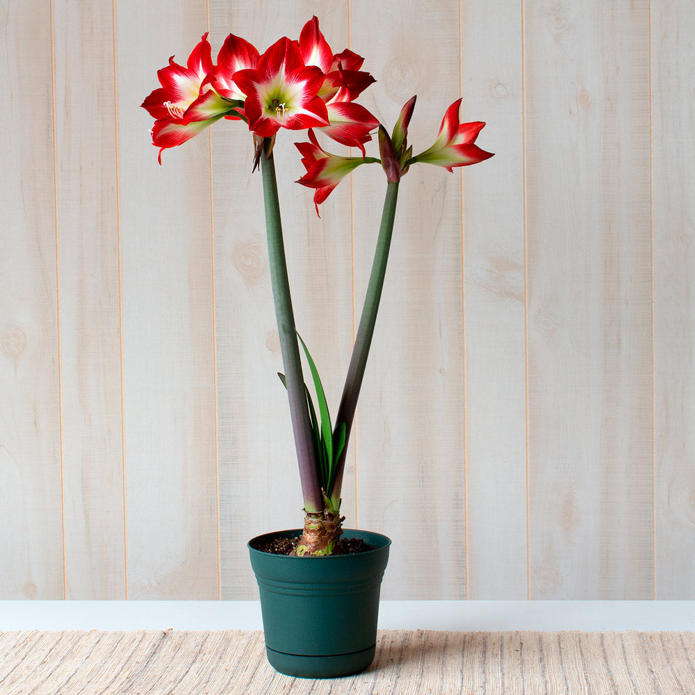 Amaryllis 'Très Chic,' one bulb in nursery pot