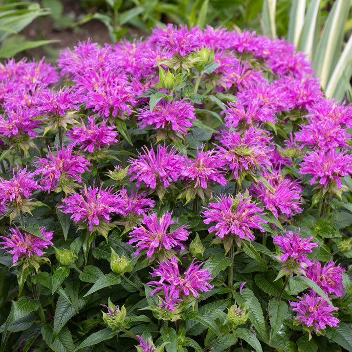 Perennial Favorites Garden