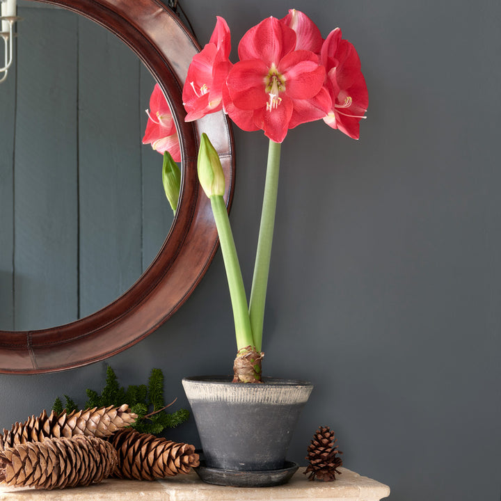 Amaryllis 'Candy Cream,' one bulb and Farnham Pot and Saucer Kit