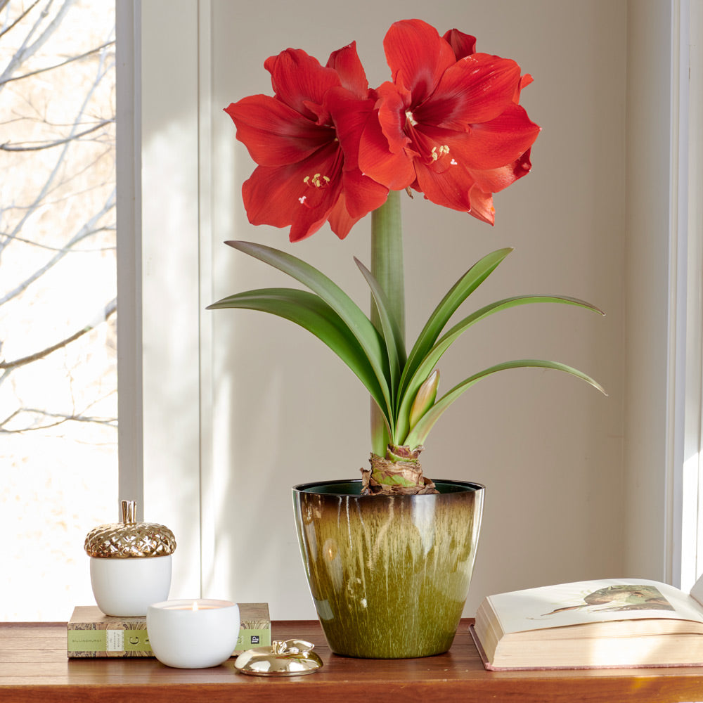 Amaryllis 'Red Cream,' one bulb in resin cachepot