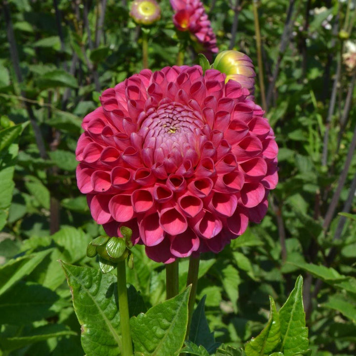 Having A Ball Dahlia Collection