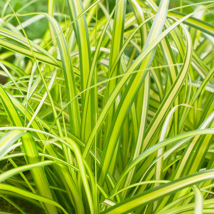 Carex oshimensis EverColor® 'Eversheen,' 1 pint