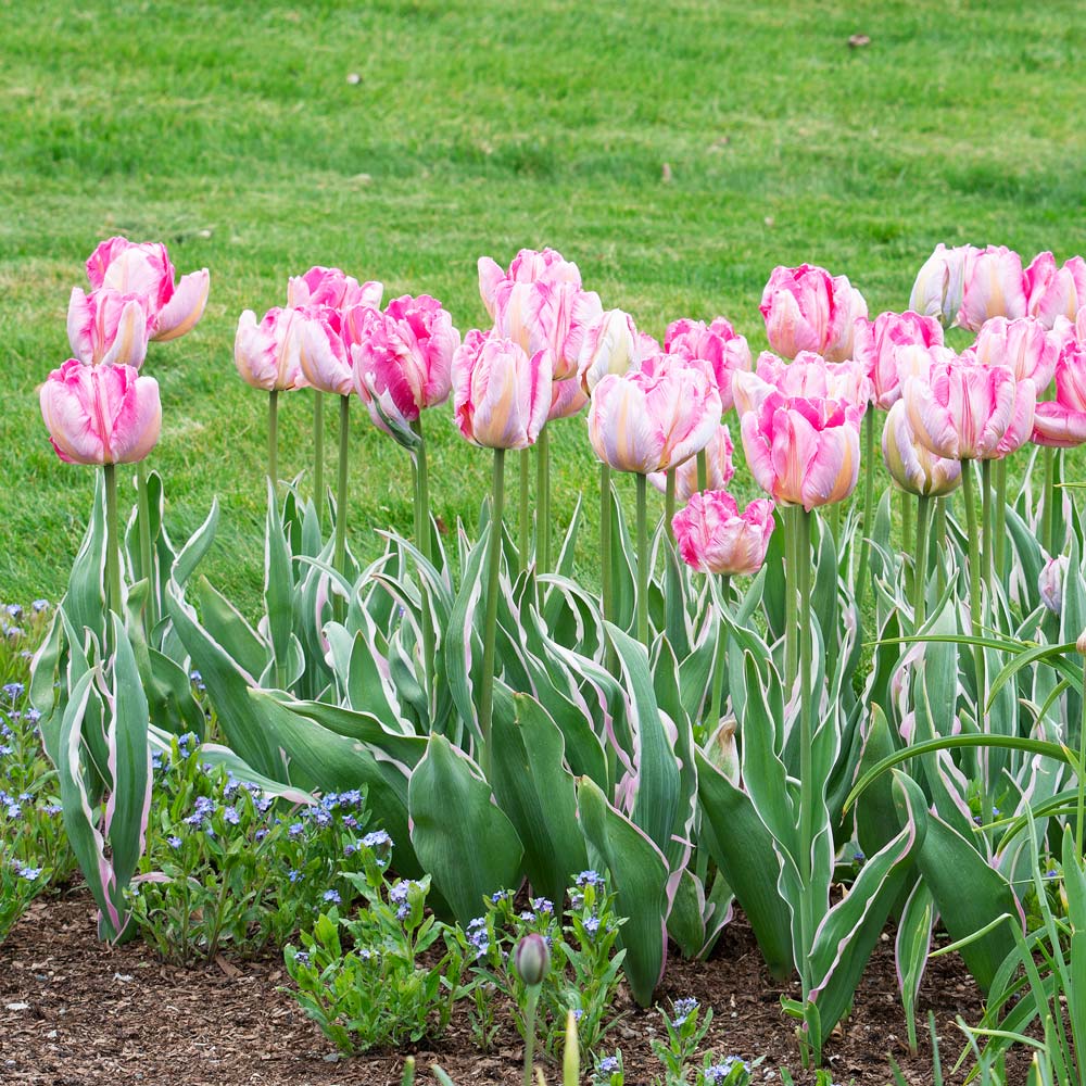 Tulip 'Elsenburg'