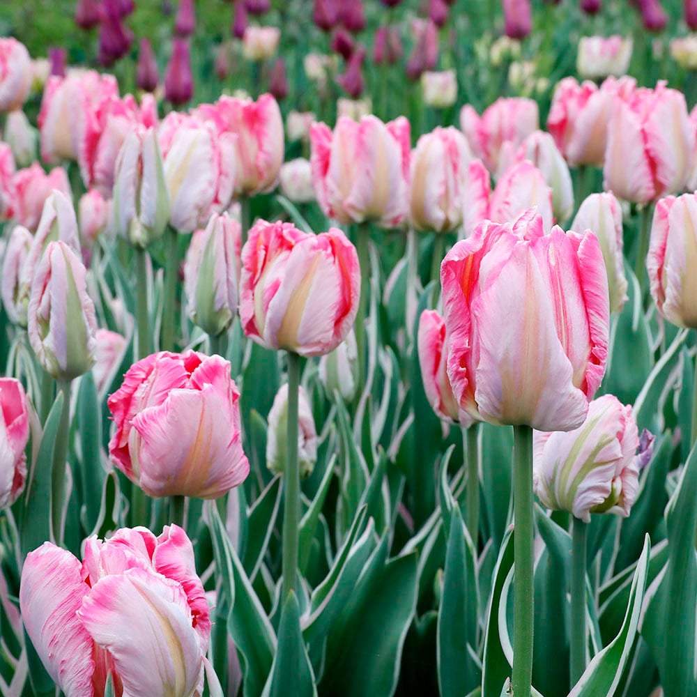 Tulip 'Elsenburg'
