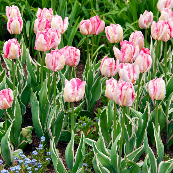Tulip 'Elsenburg'