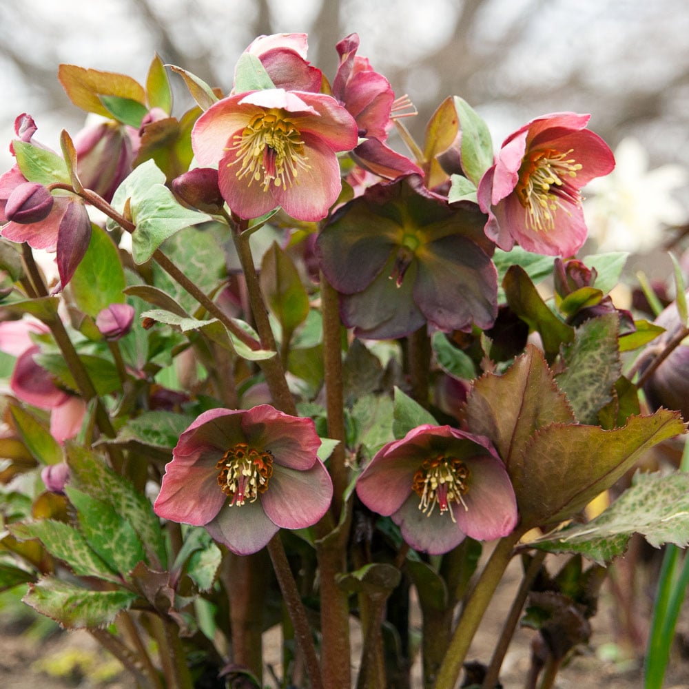 Helleborus Frostkiss® Penny's Pink