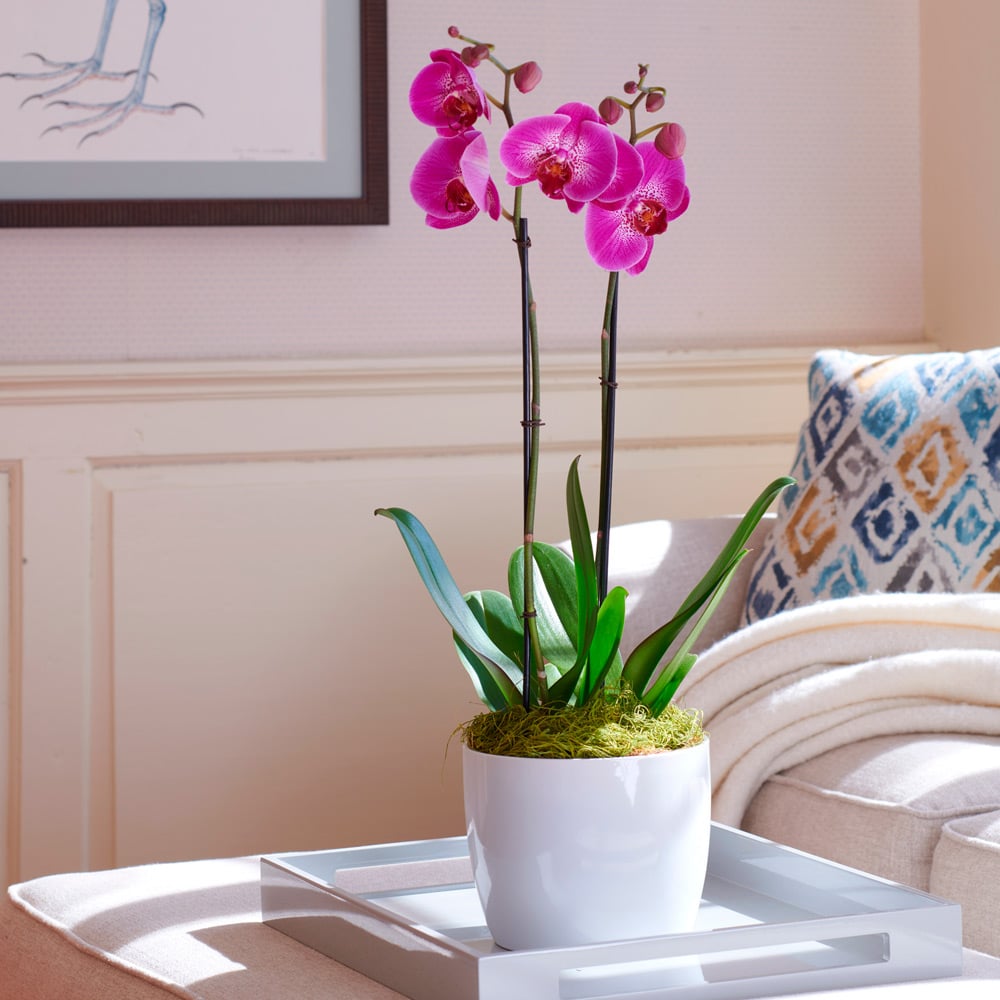 Fuchsia Moth Orchids in 7½" white ceramic cachepot