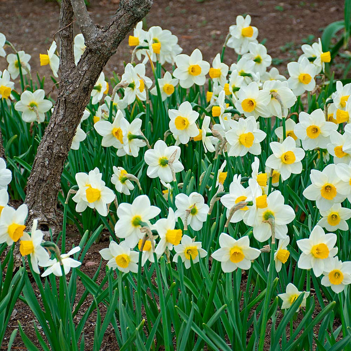 Narcissus 'Jack Sparrow'