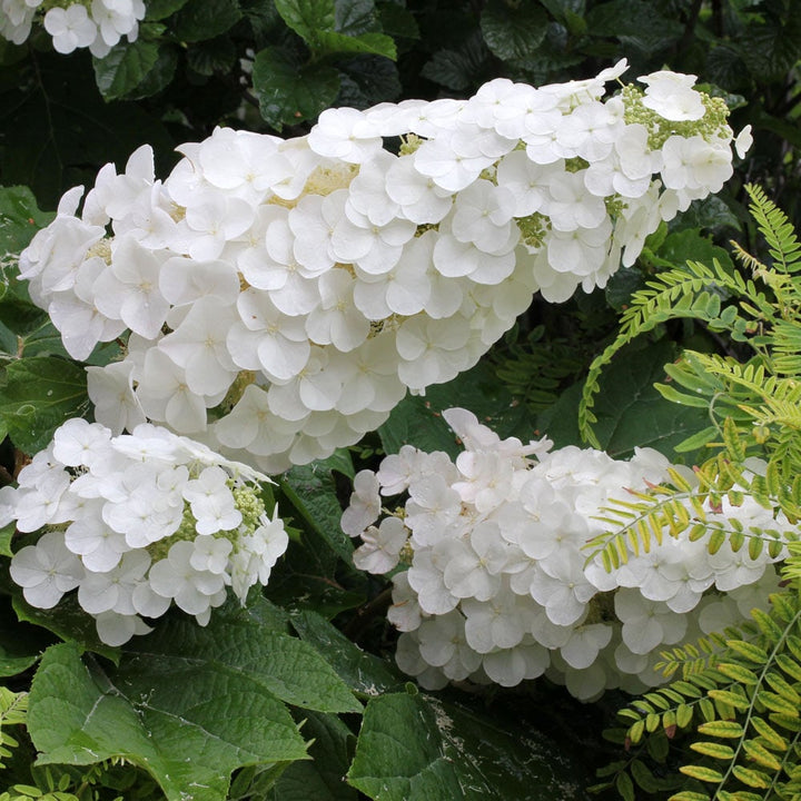 Hydrangea quercifolia Gatsby Gal®