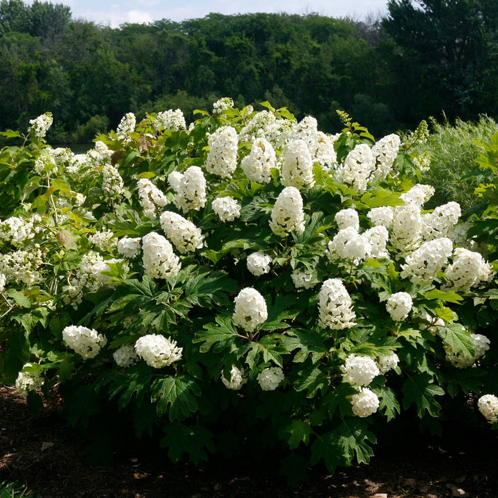 Hydrangea quercifolia Gatsby Gal®