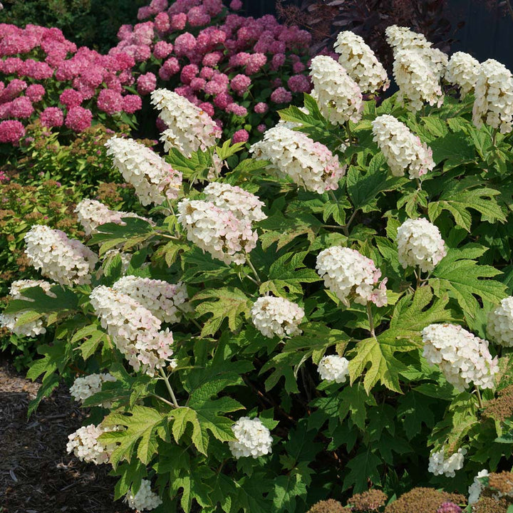 Hydrangea quercifolia Gatsby Gal®