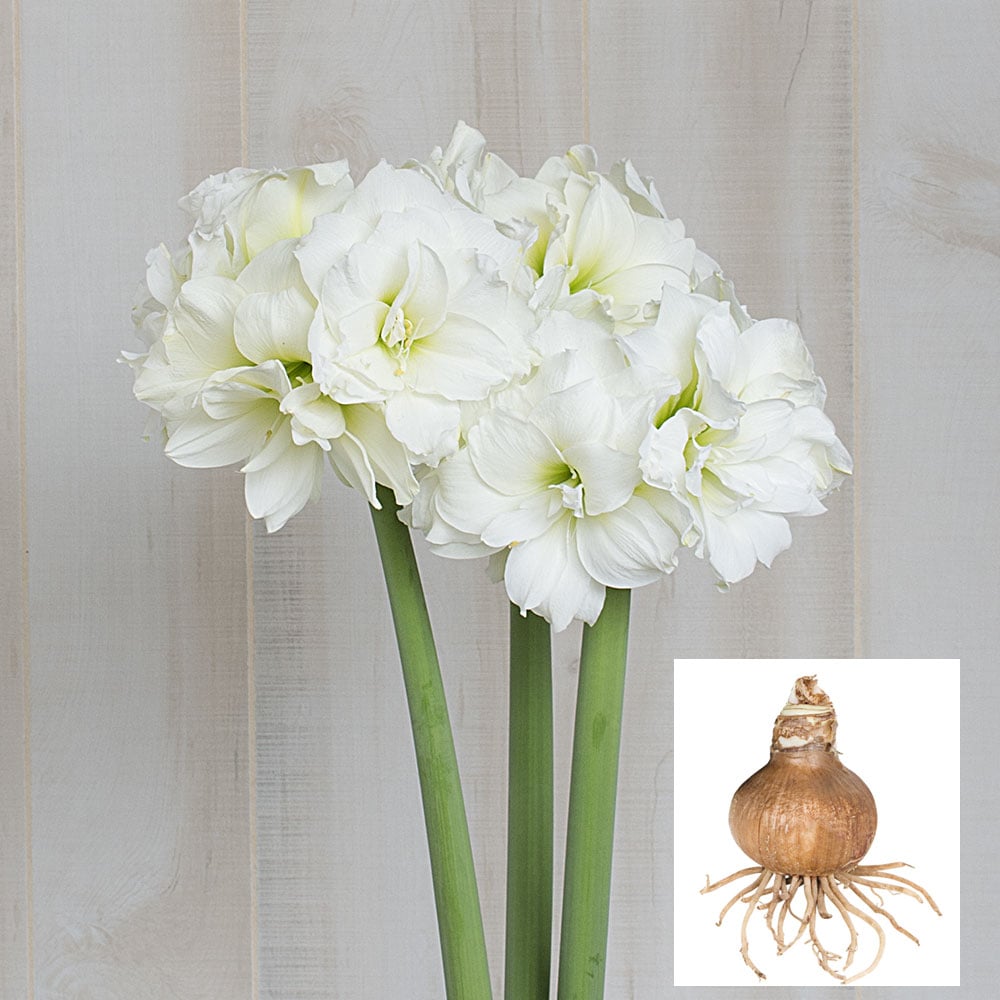 Amaryllis 'Alfresco,' one bulb in linen bag