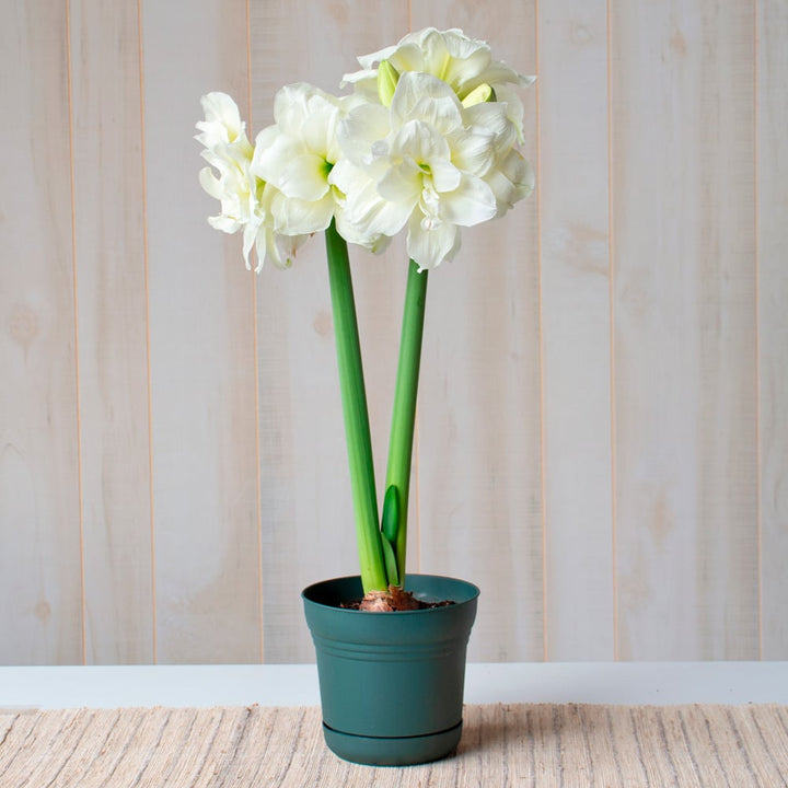 Amaryllis 'Alfresco,' one bulb in nursery pot