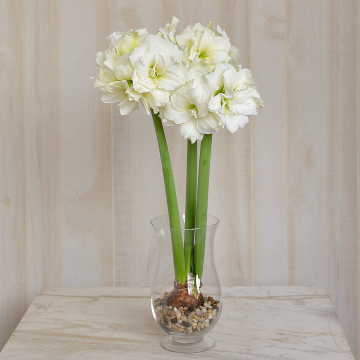 Amaryllis 'Alfresco,' one bulb with hurricane vase kit