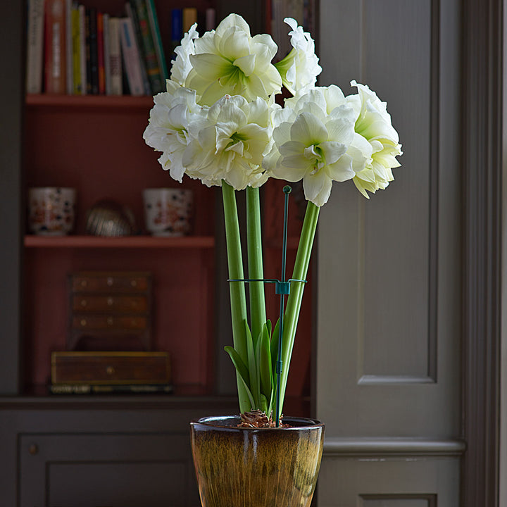 Amaryllis 'Alfresco,' one bulb in resin cachepot