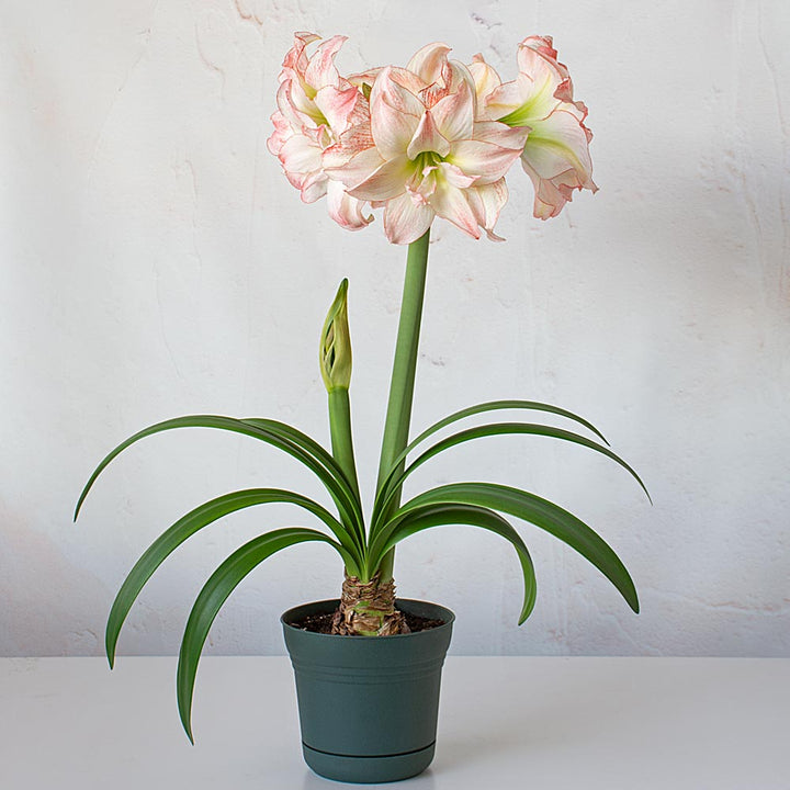 Amaryllis 'Aphrodite,' one bulb in nursery pot