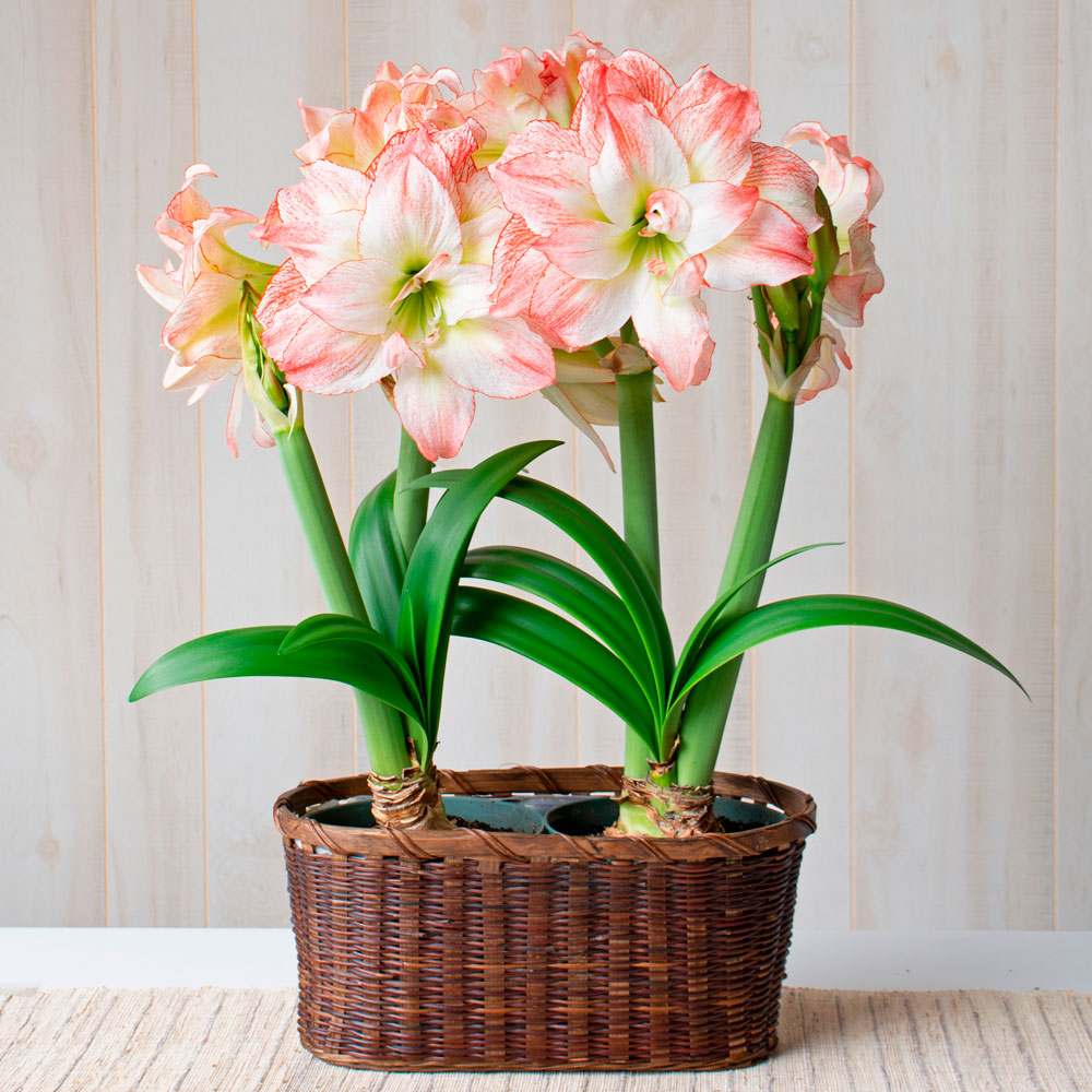 Amaryllis 'Aphrodite,' two nursery pots in woven basket