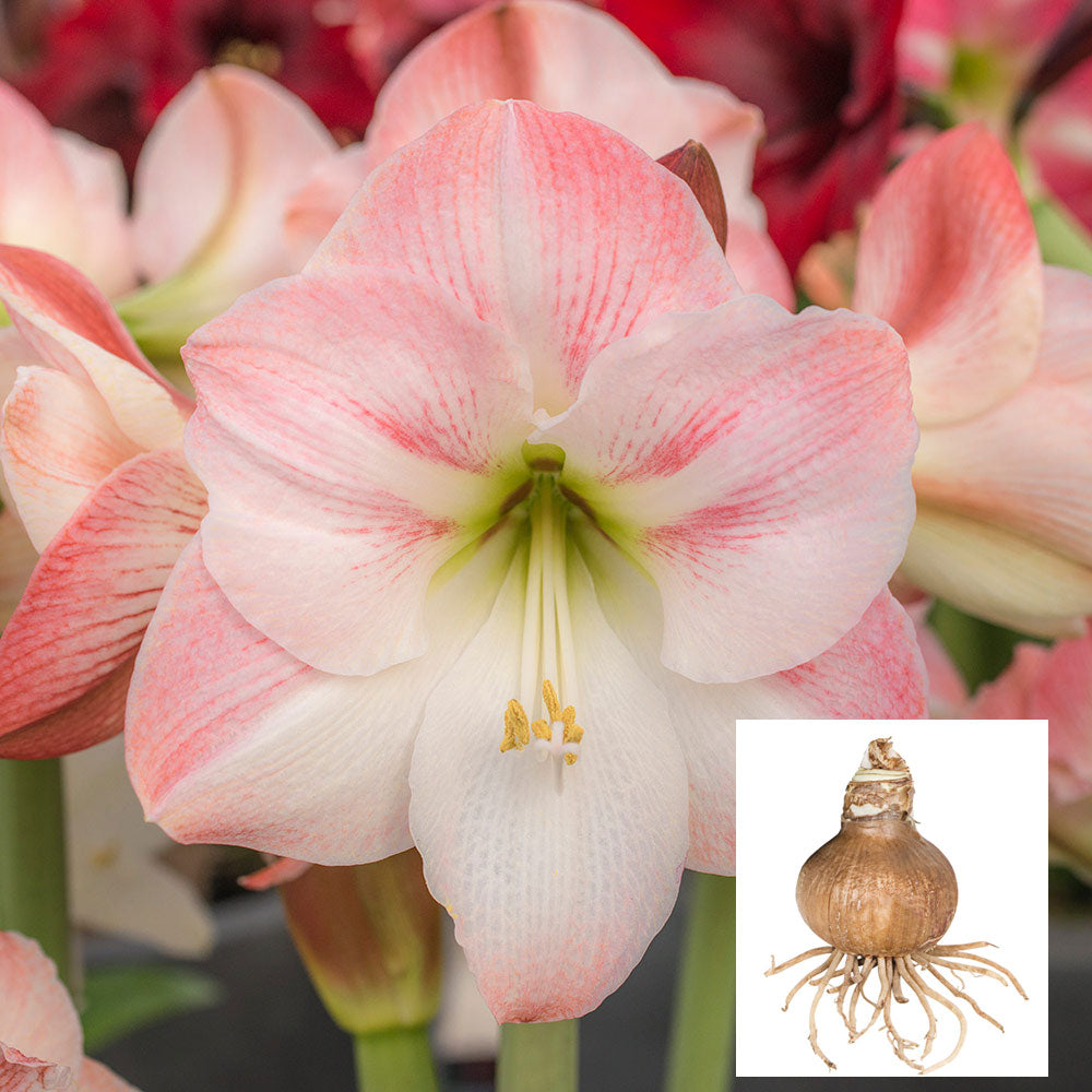 Amaryllis 'Apple Blossom,' one bulb in linen bag