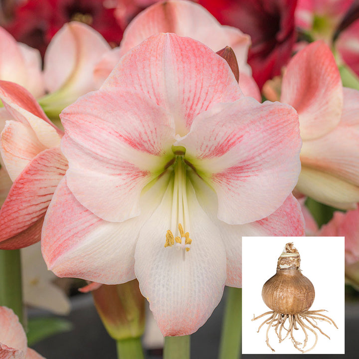 Amaryllis 'Apple Blossom,' one bulb in linen bag