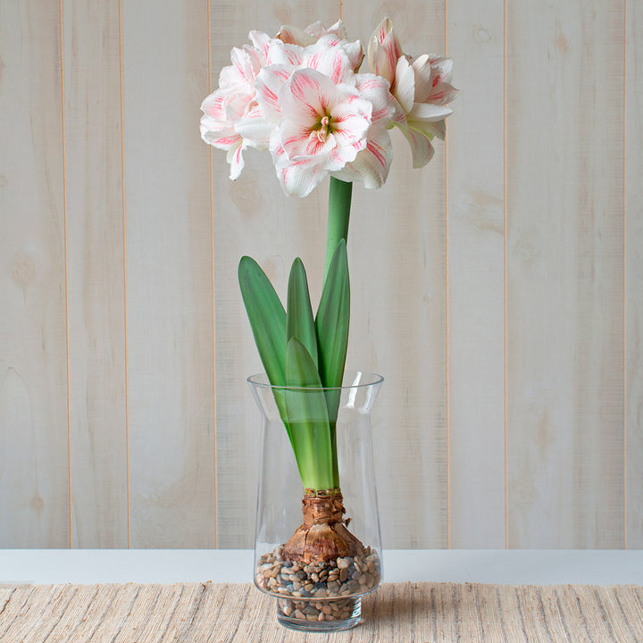 Amaryllis 'Aquaro,' one bulb with tapered hurricane vase kit