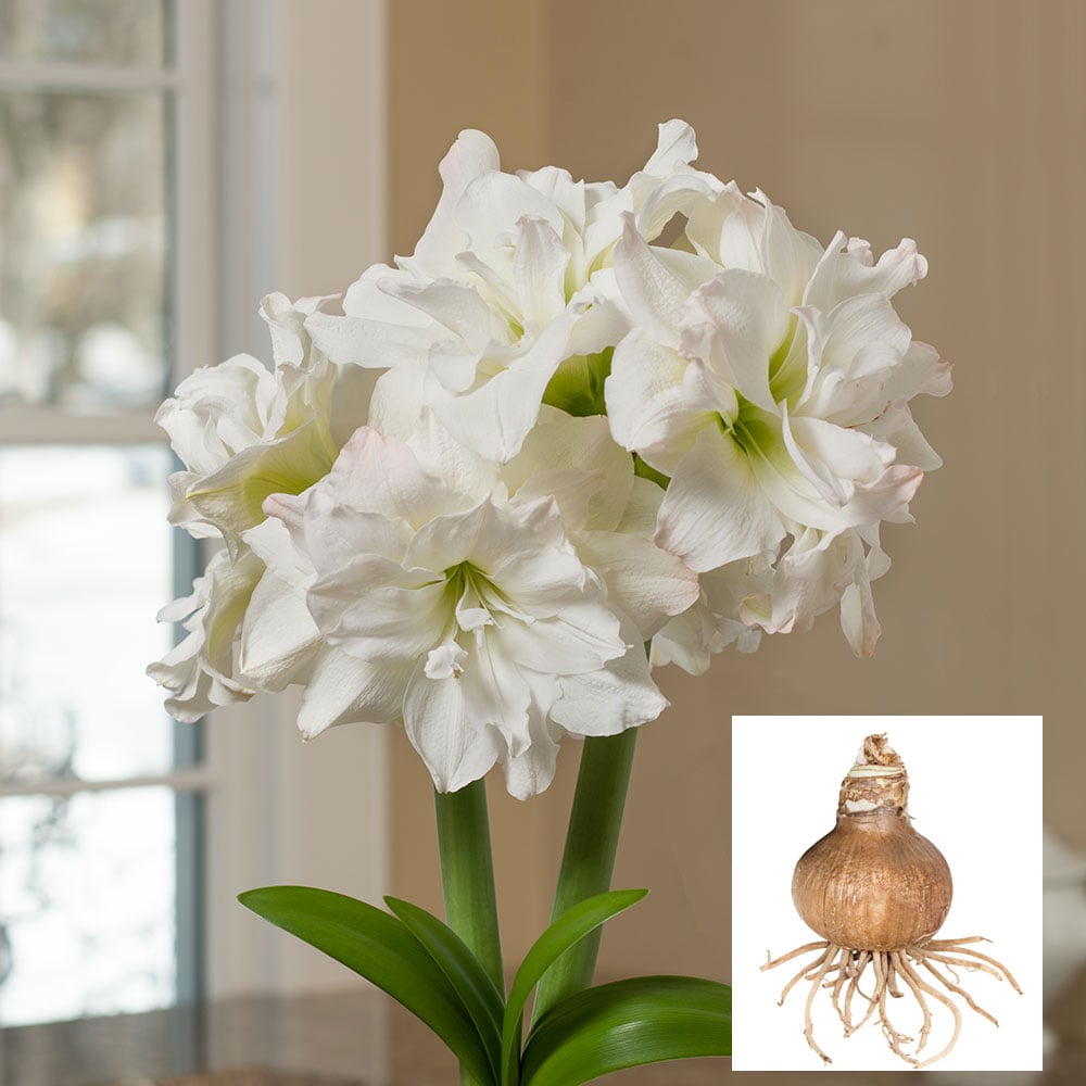 Amaryllis 'Arctic Nymph,' one bulb in linen bag