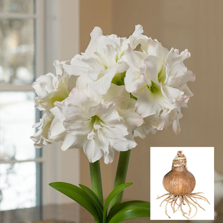 Amaryllis 'Arctic Nymph,' one bulb in linen bag