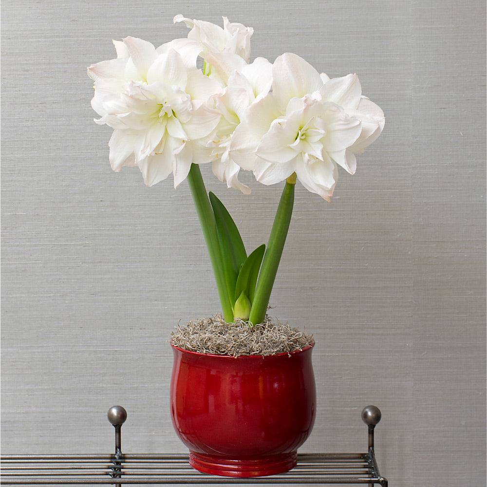 Amaryllis 'Arctic Nymph,' one bulb in cachepot