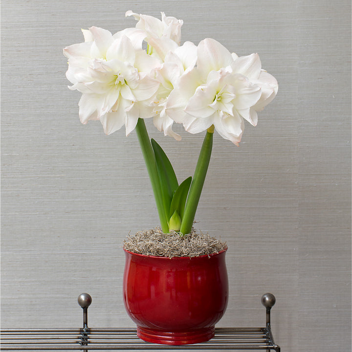 Amaryllis 'Arctic Nymph,' one bulb in cachepot