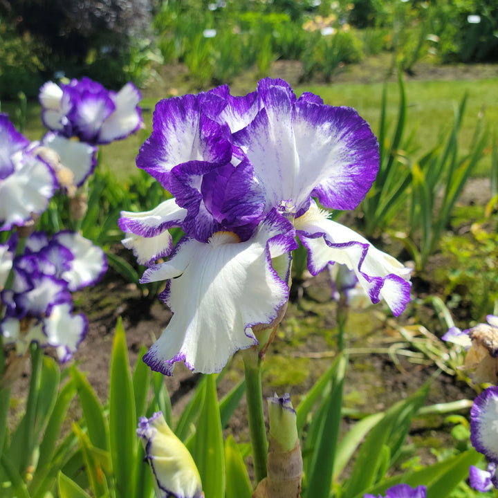 Iris germanica 'Presby's Crown Jewel'