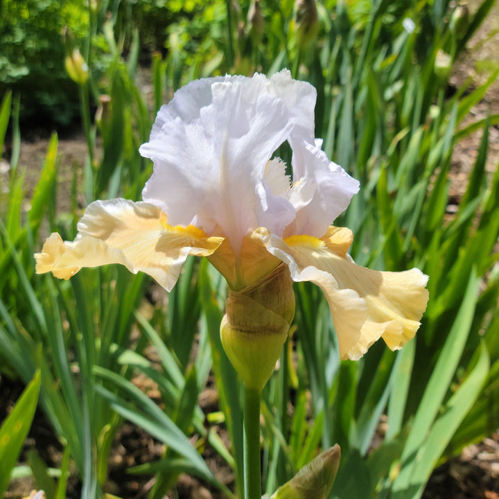 Iris germanica 'Champagne Elegance'