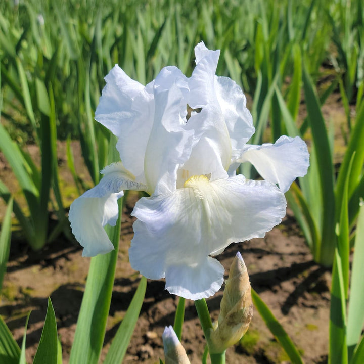 Iris germanica 'Immortality'