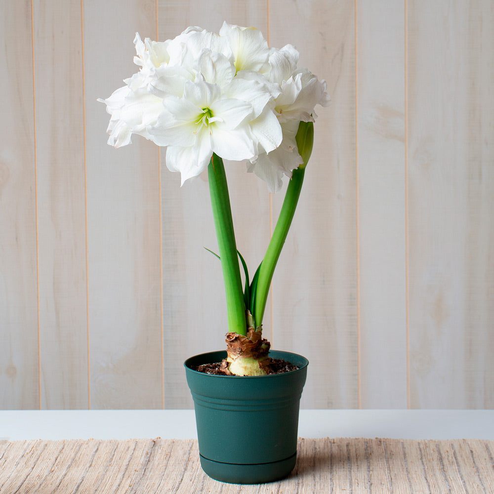 Amaryllis 'Arctic Nymph,' one bulb in nursery pot