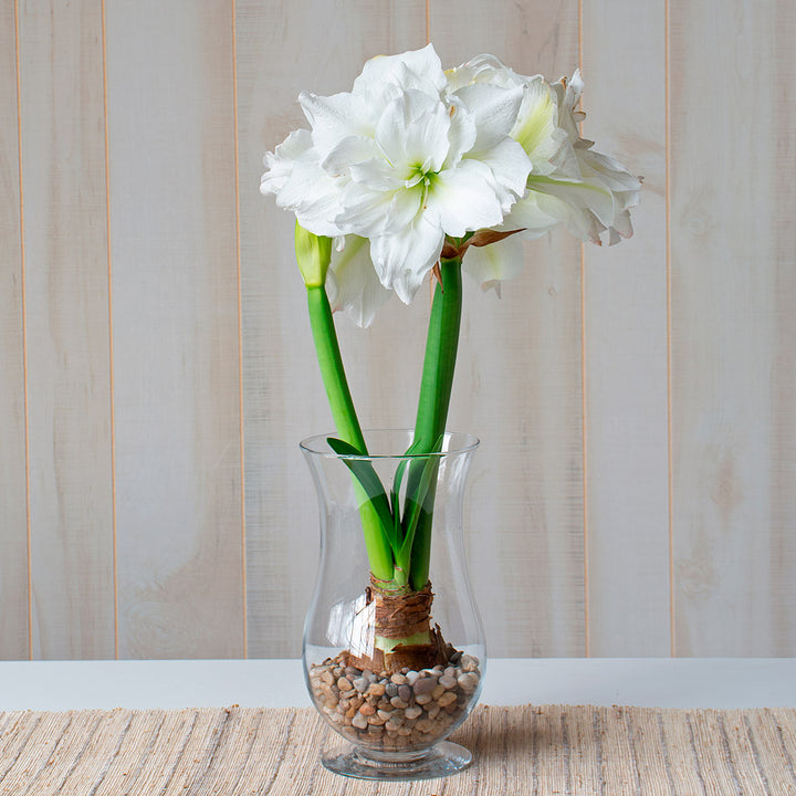 Amaryllis 'Arctic Nymph,' one bulb with hurricane vase kit