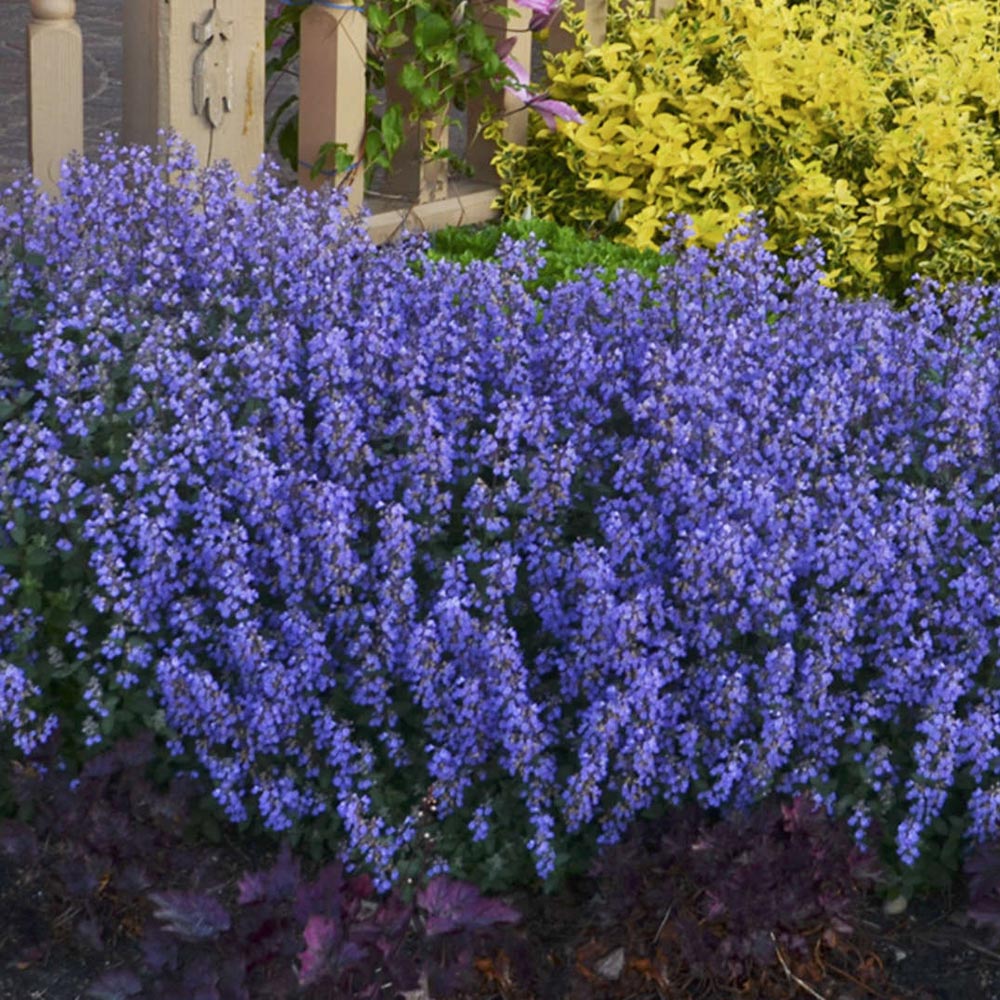 Nepeta 'Cat's Pajamas'