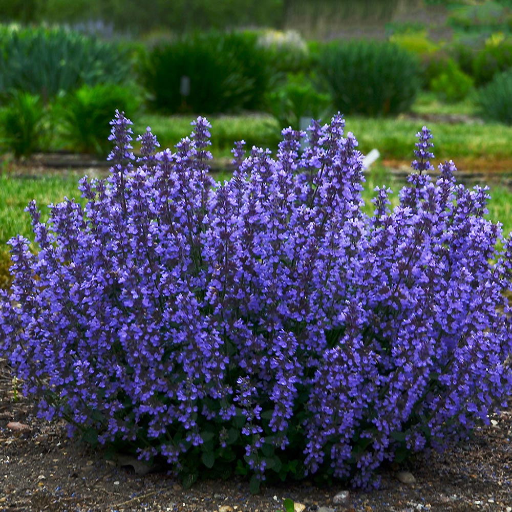 Hummingbird-Butterfly Garden for Sun