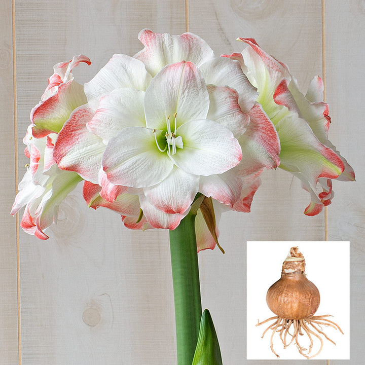 Amaryllis 'Candy Amadeus,' one bulb in linen bag