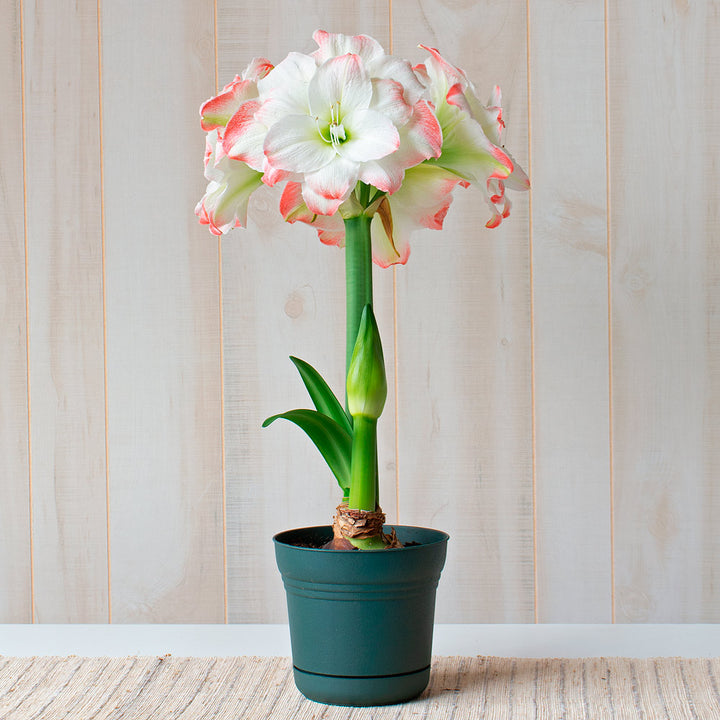 Amaryllis 'Candy Amadeus,' one bulb in nursery pot
