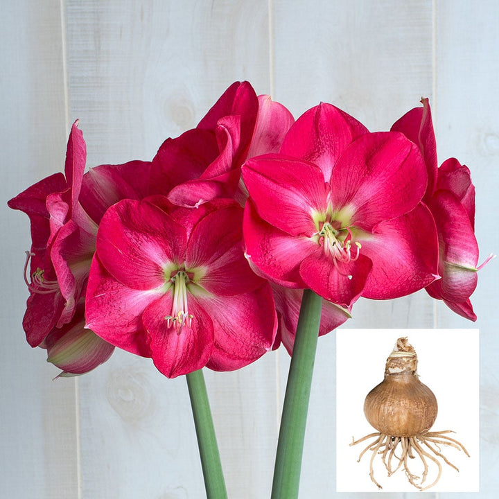 Amaryllis 'Candy Cream,' one bulb in linen bag