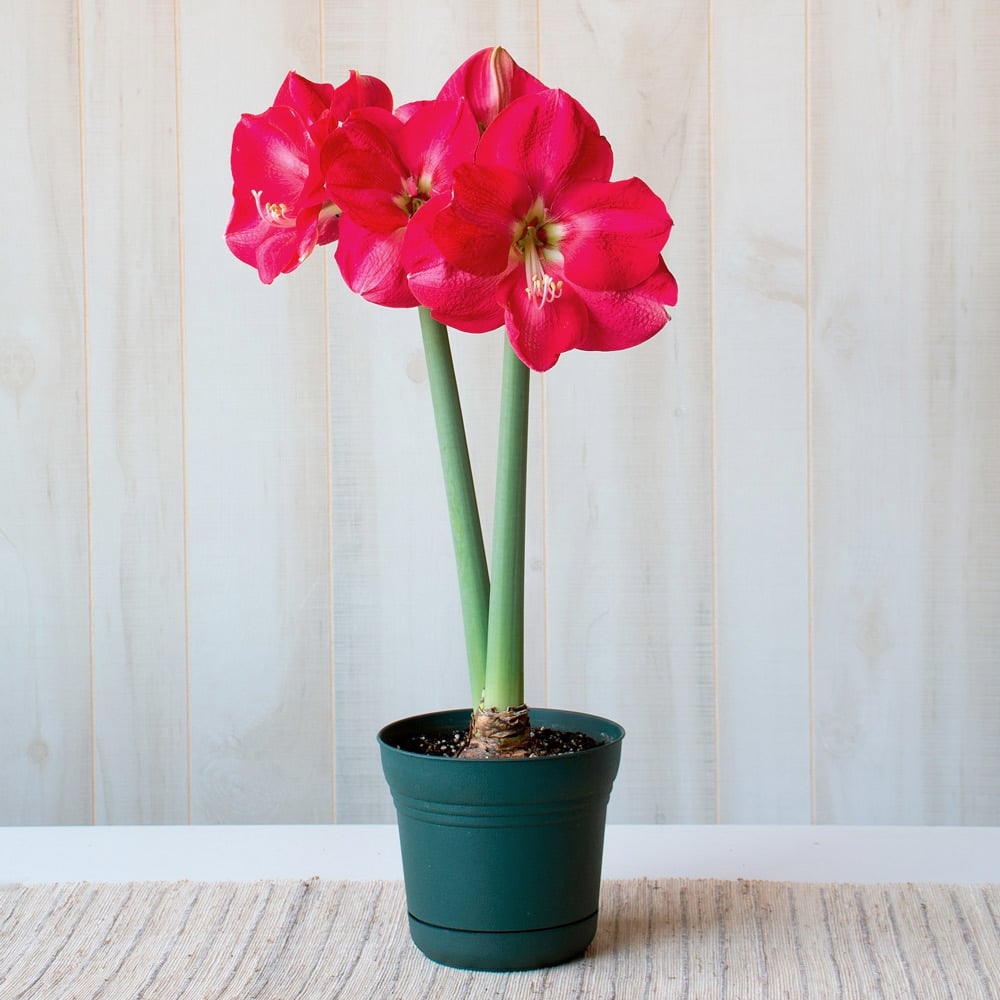 Amaryllis 'Candy Cream,' one bulb in nursery pot