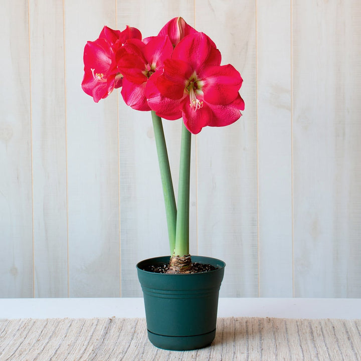 Amaryllis 'Candy Cream,' one bulb in nursery pot